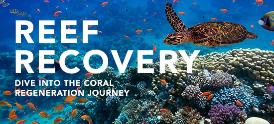Reef Program ANL | ANL continues to aid The Great Barrier Reef with Reef Recovery ...