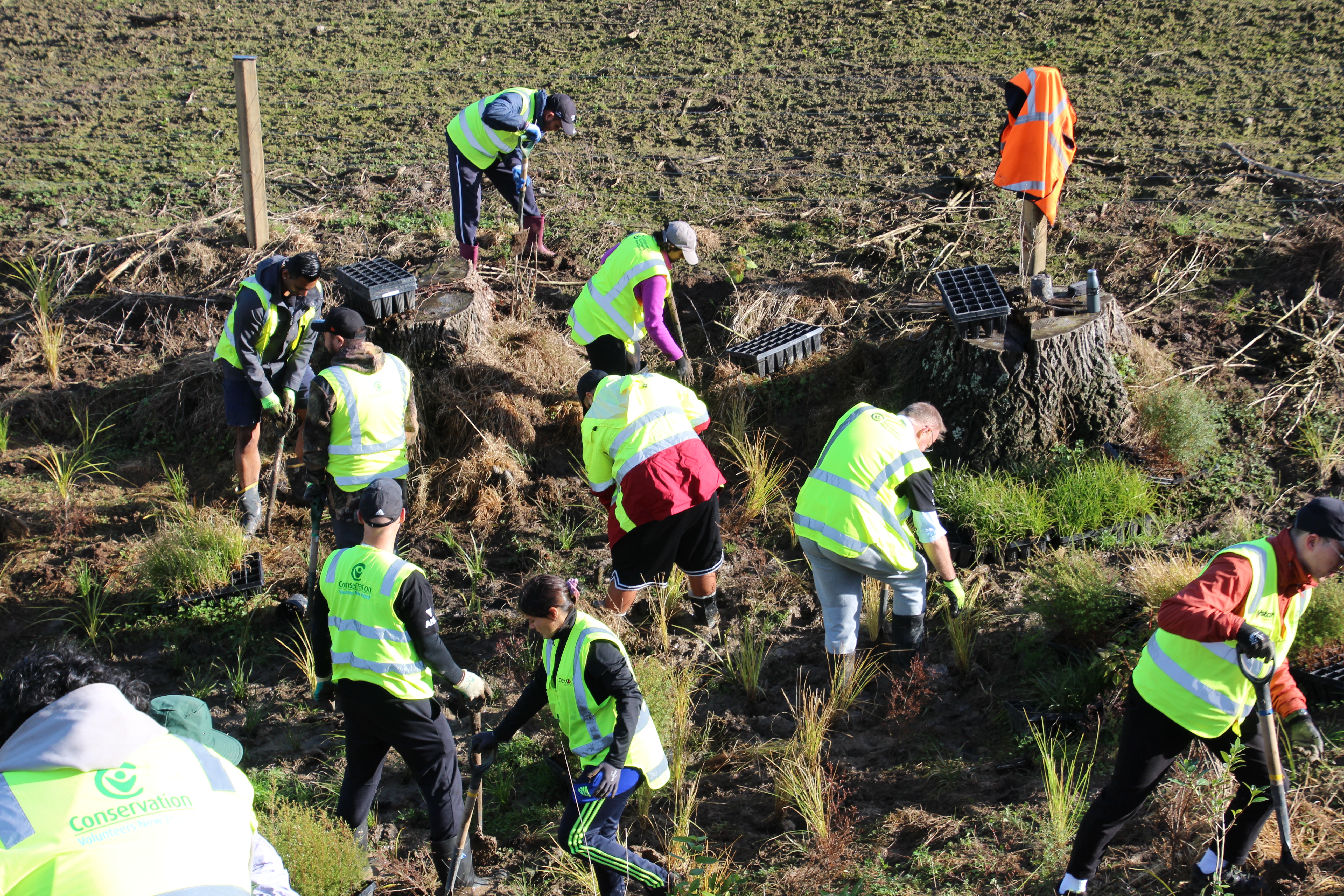team members planting trees