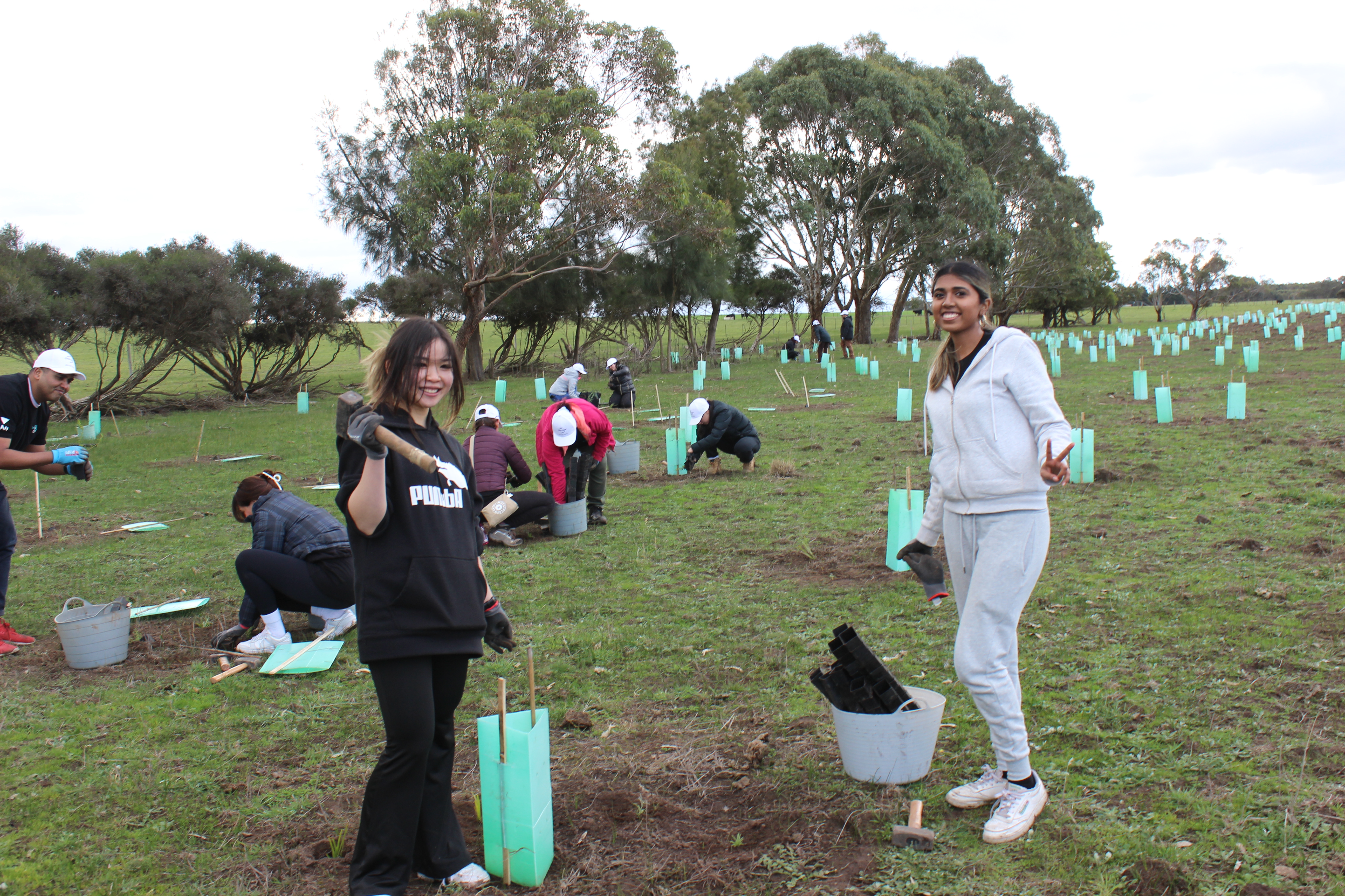 KOALA PLANTING