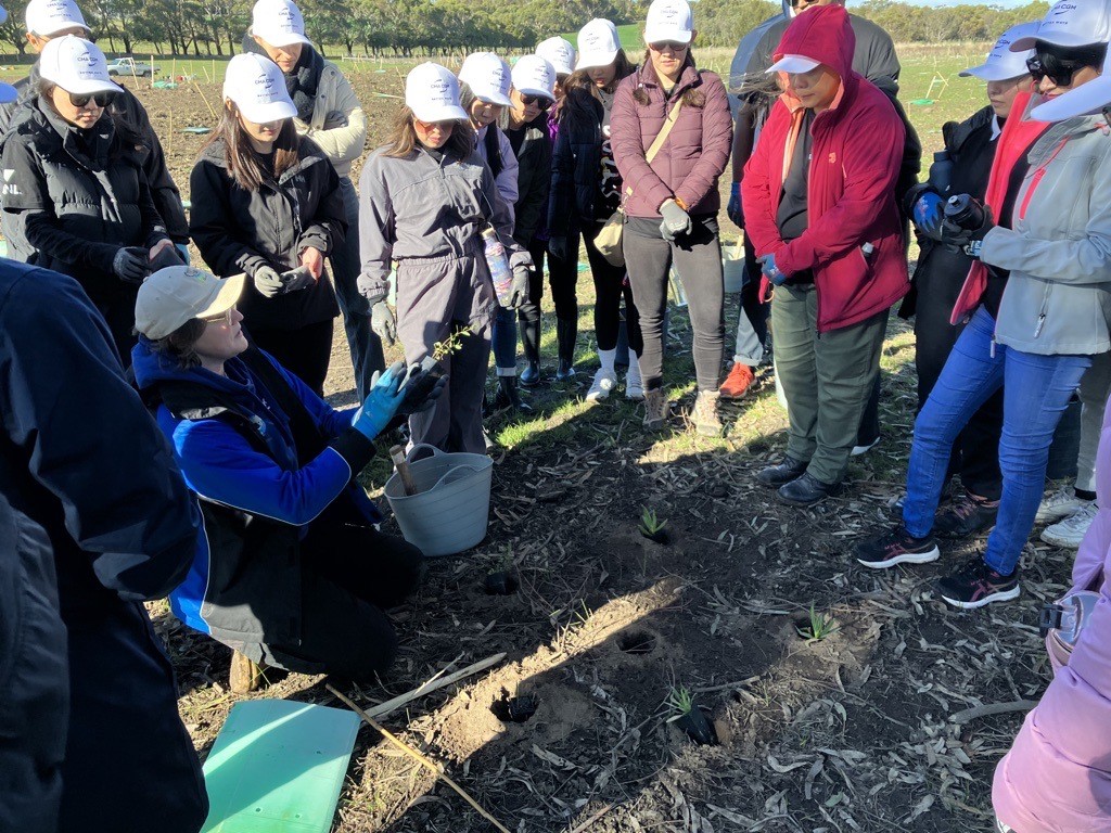 KOALA PLANTING