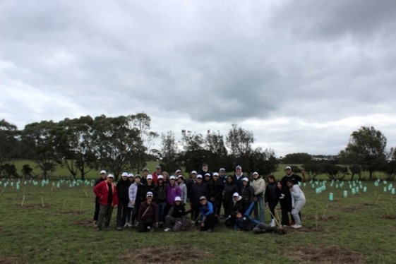 KOALA PLANTING