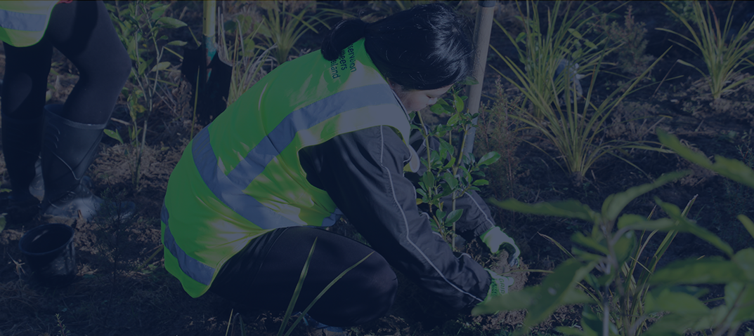 tree planting nz tn
